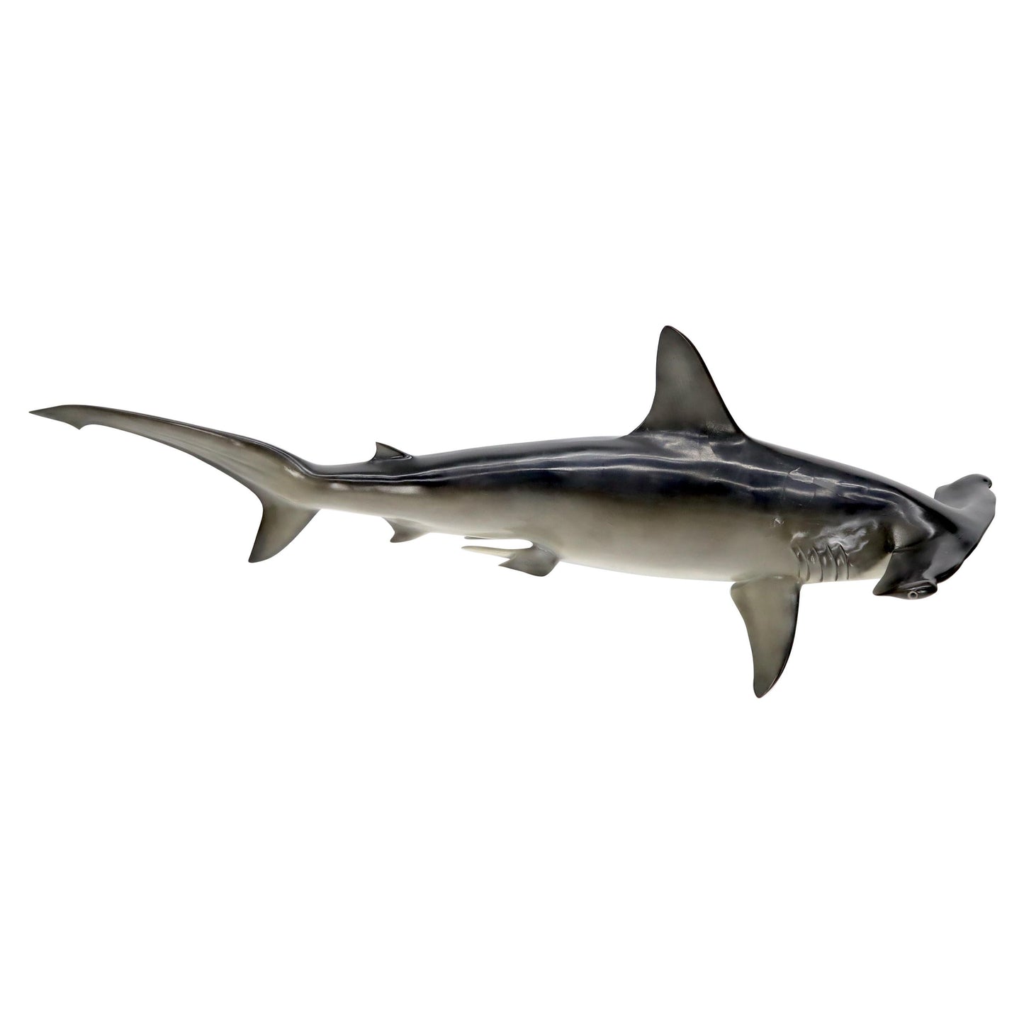 EstablishedLines Large Long Wall Hanging Sculpture of Hammerhead Shark Fish with Real Jaw Teeth