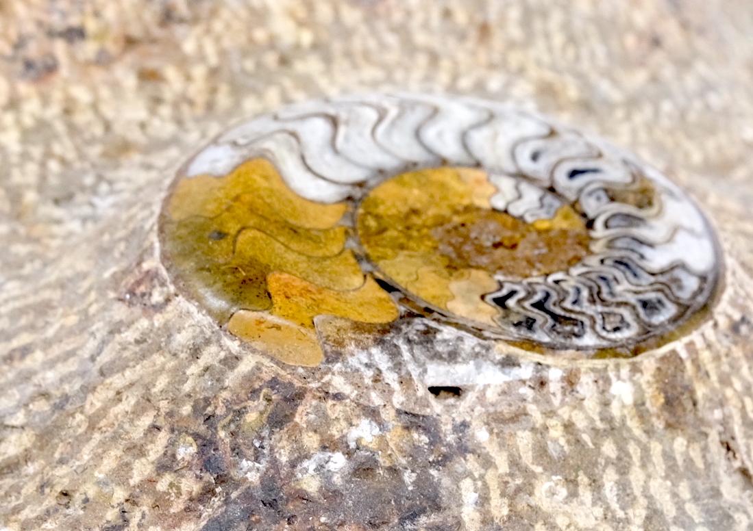 EstablishedLines Large Fossil Cluster Authentic Ammonite Plaque Sculpture