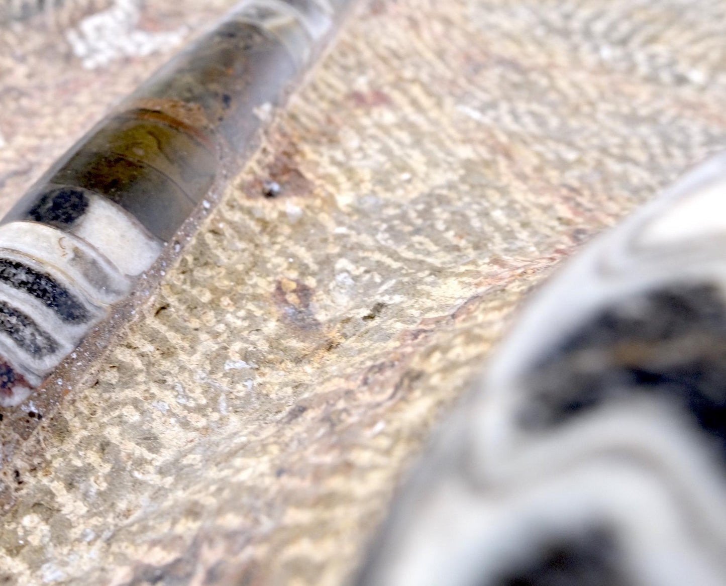 EstablishedLines Large Fossil Cluster Authentic Ammonite Plaque Sculpture