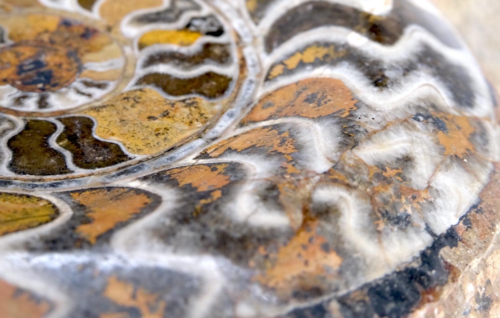 EstablishedLines Large Fossil Cluster Authentic Ammonite Plaque Sculpture