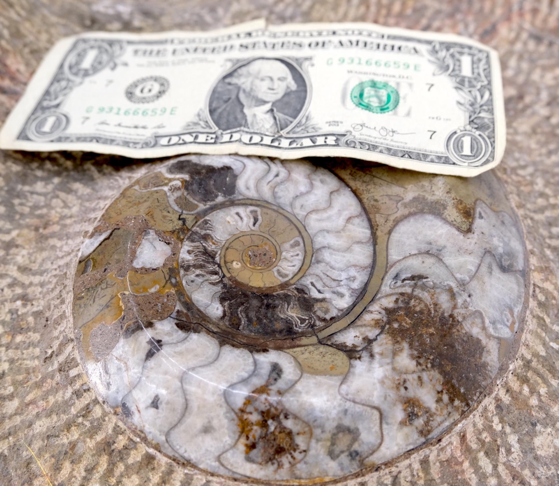 EstablishedLines Large Fossil Cluster Authentic Ammonite Plaque Sculpture