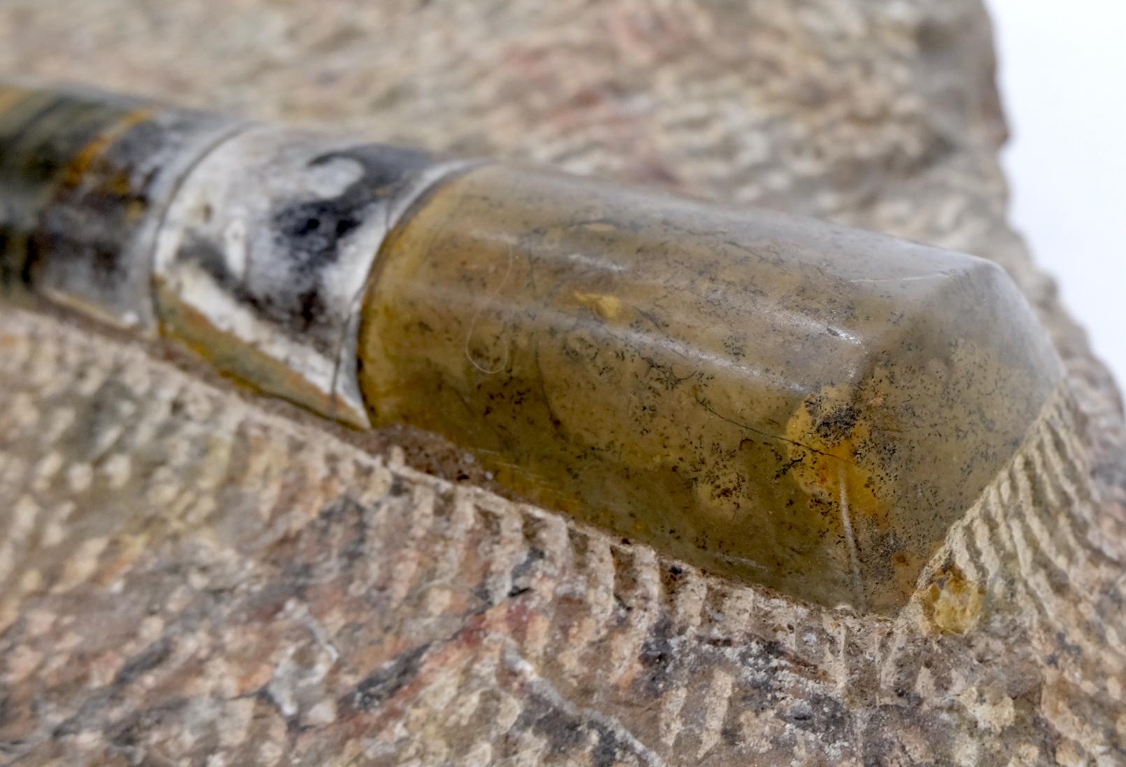 EstablishedLines Large Fossil Cluster Authentic Ammonite Plaque Sculpture