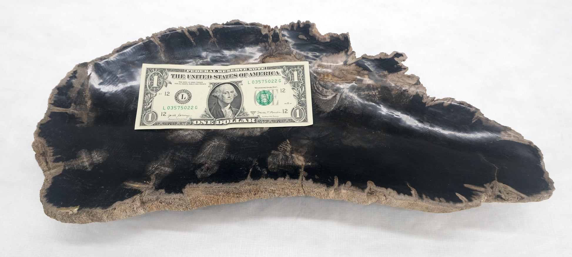 EstablishedLines Organic Elongated Black & Tan Petrified Wood Tray Bowl Dish Plate Ashtray MINT