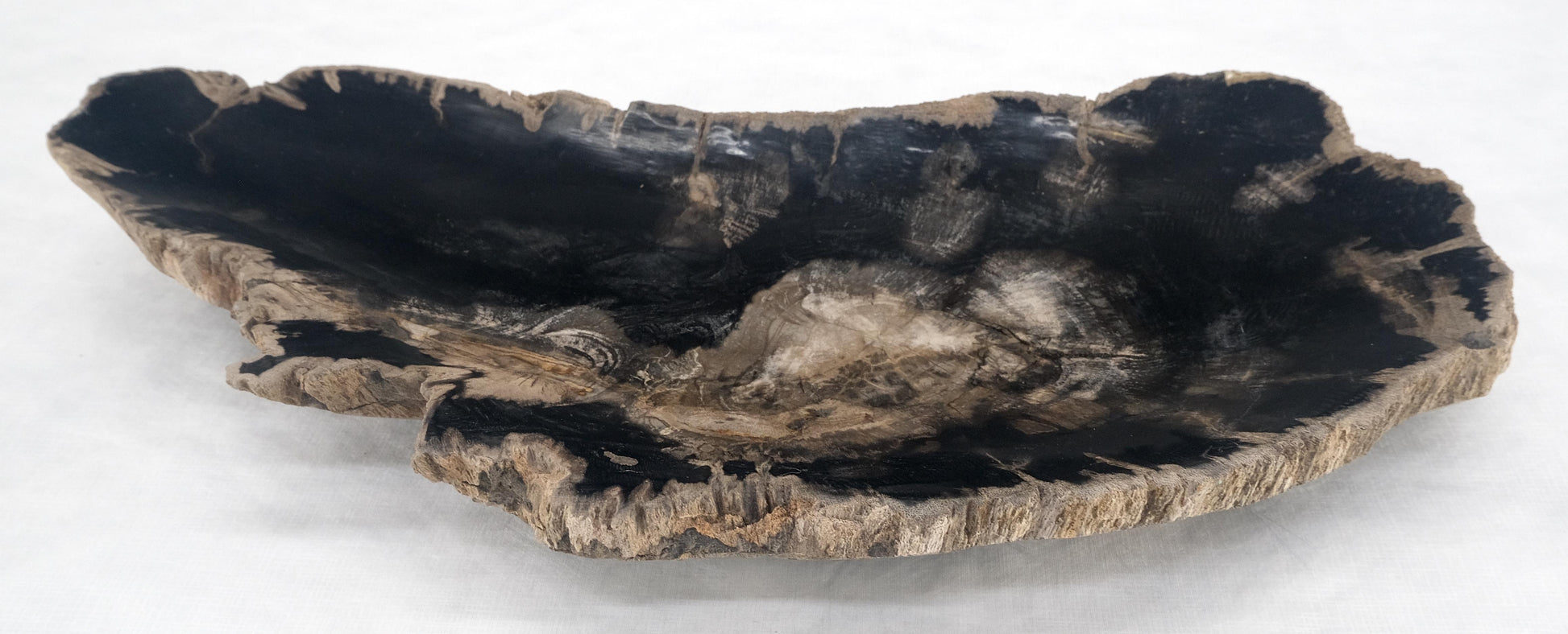 EstablishedLines Organic Elongated Black & Tan Petrified Wood Tray Bowl Dish Plate Ashtray MINT