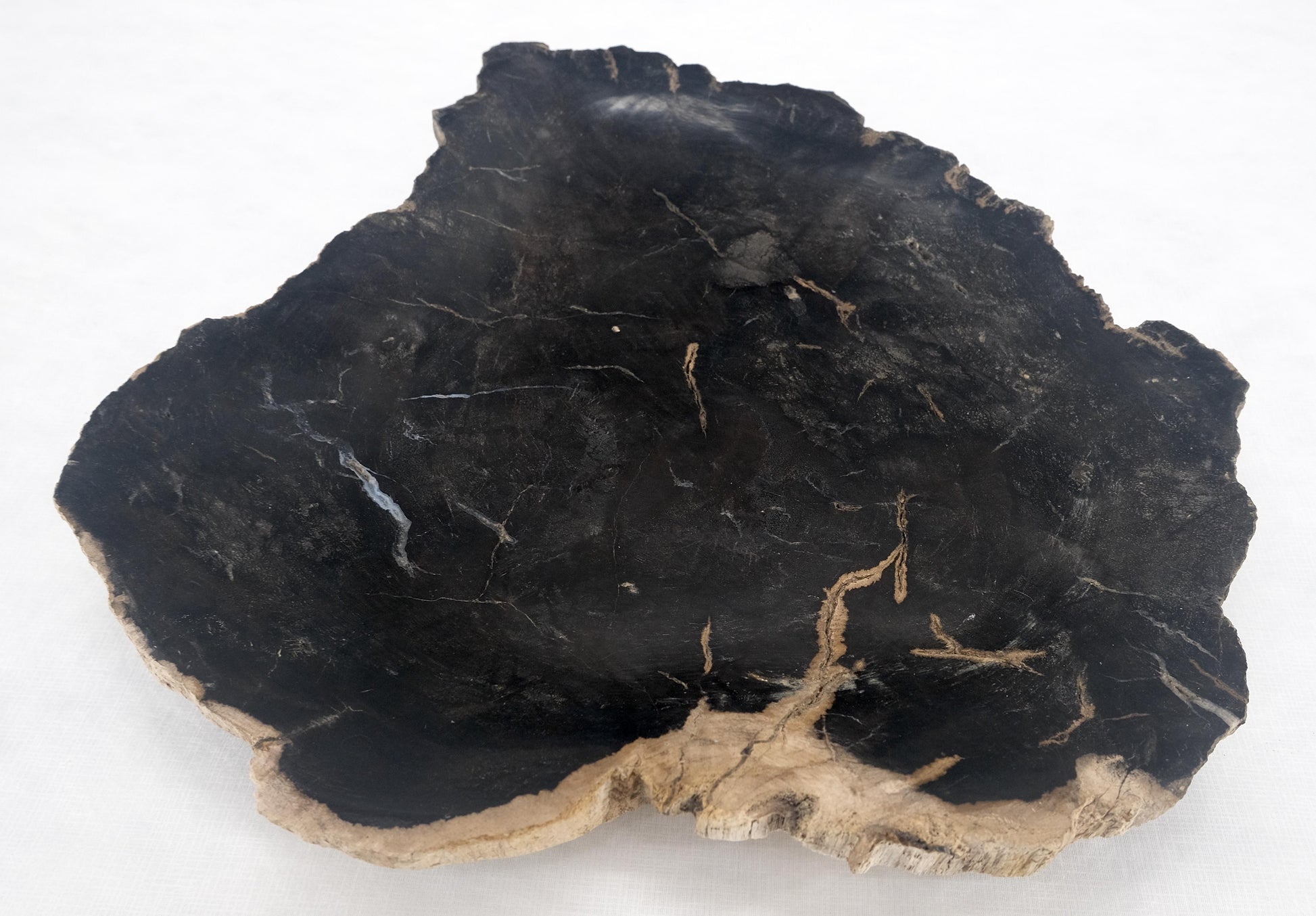 EstablishedLines Organic Leaf Shape Black & Tan Petrified Wood Tray Bowl Dish Plate Ashtray