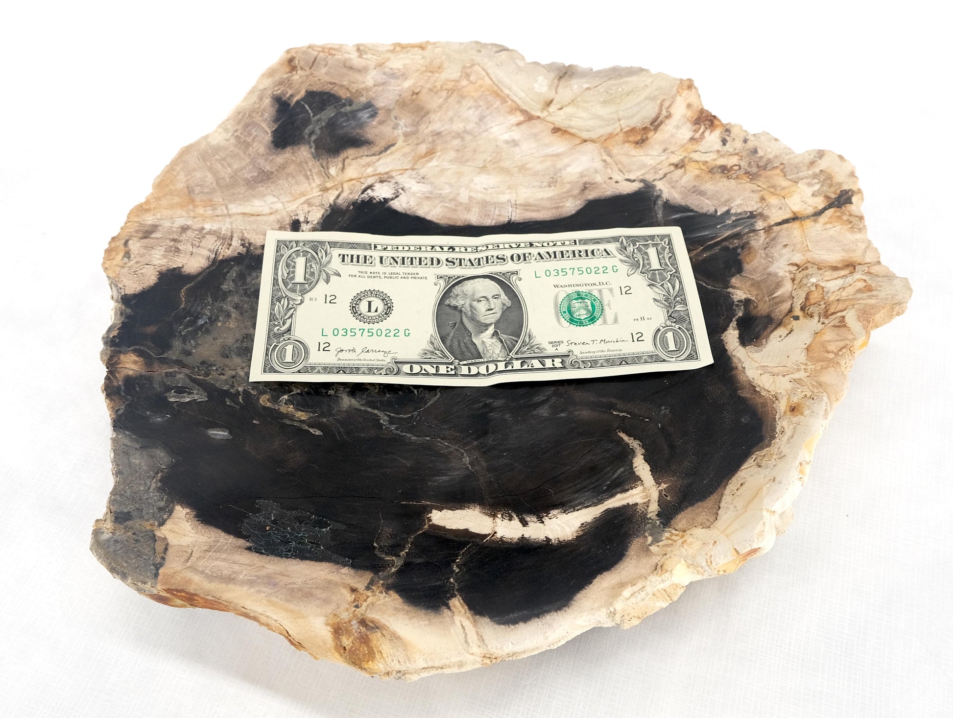 EstablishedLines Organic Leaf Shape Black & Tan Petrified Wood Tray Bowl Dish Plate Ashtray MINT