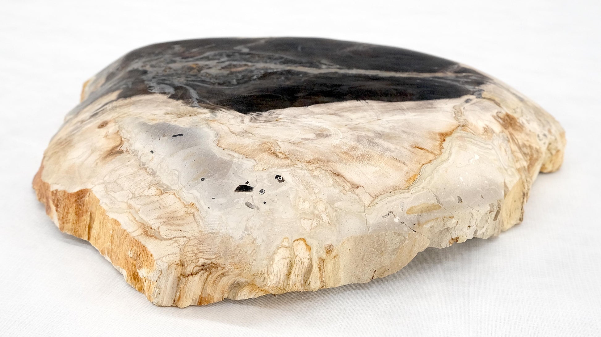 EstablishedLines Organic Leaf Shape Black & Tan Petrified Wood Tray Bowl Dish Plate Ashtray MINT