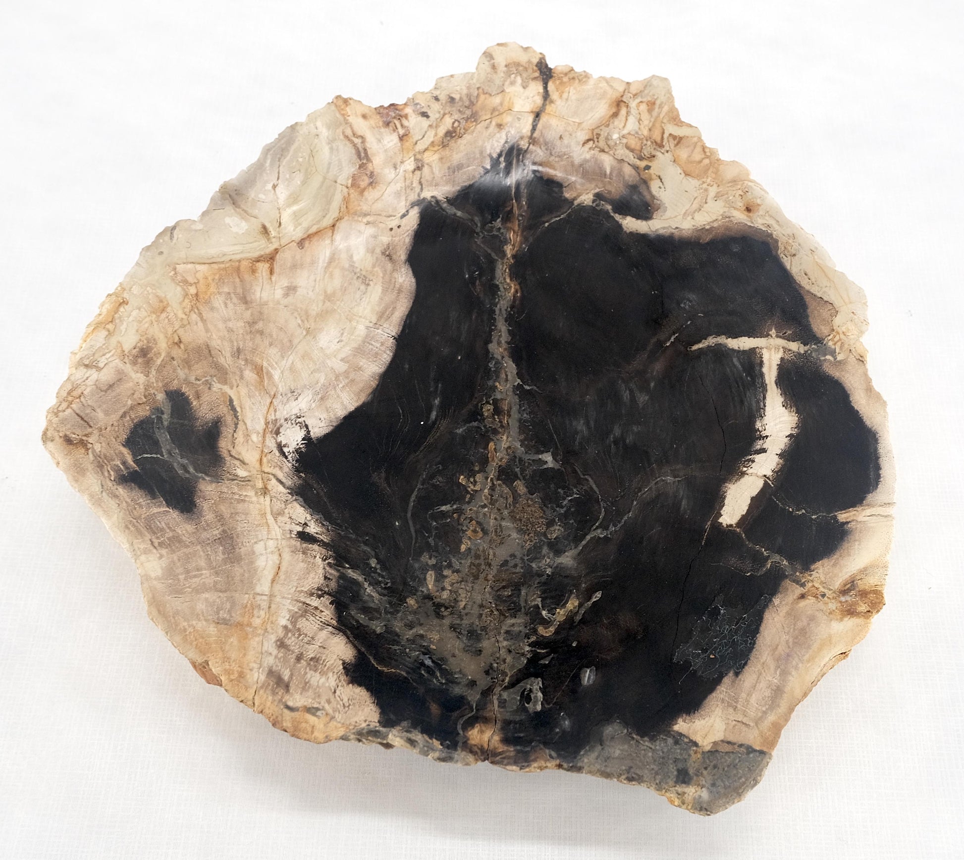 EstablishedLines Organic Leaf Shape Black & Tan Petrified Wood Tray Bowl Dish Plate Ashtray MINT