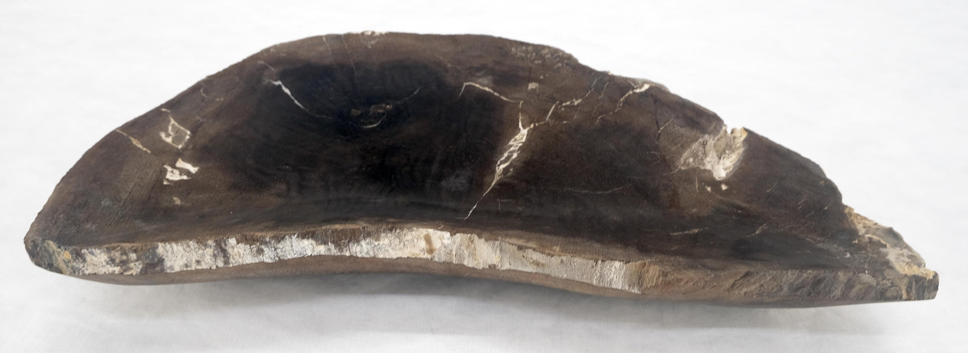 EstablishedLines Organic Liver Shape Black & Tan Petrified Wood Tray Bowl Dish Plate Ashtray MINT