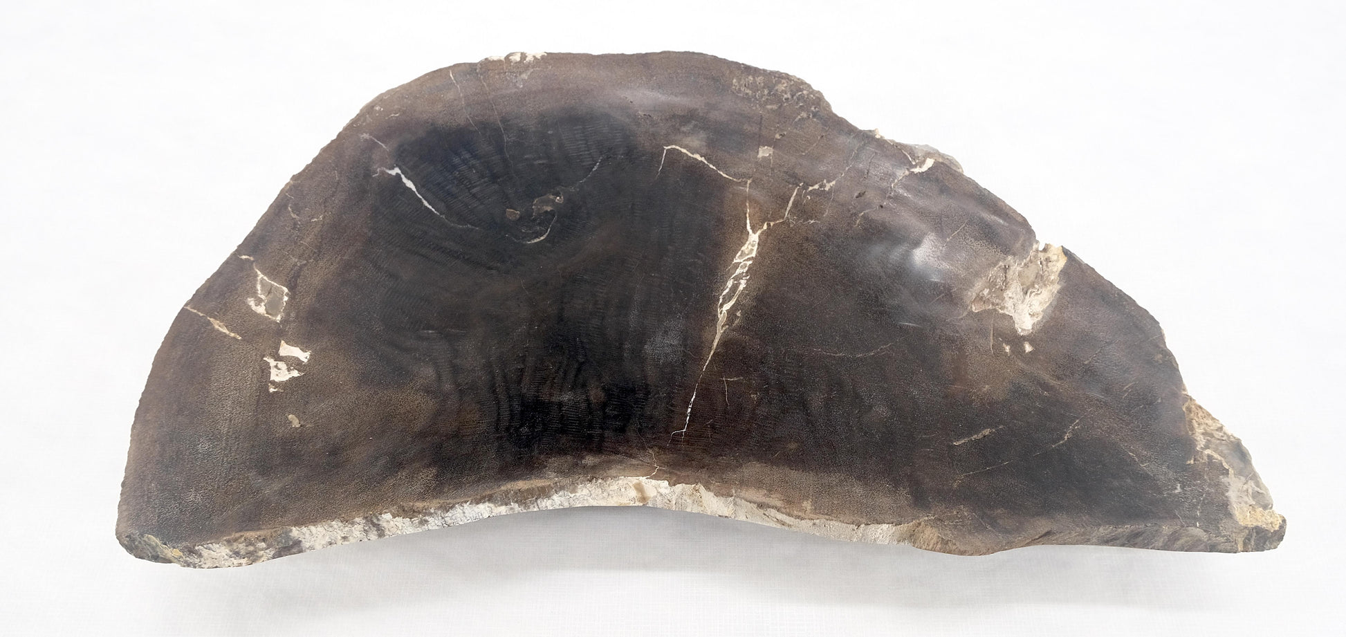 EstablishedLines Organic Liver Shape Black & Tan Petrified Wood Tray Bowl Dish Plate Ashtray MINT