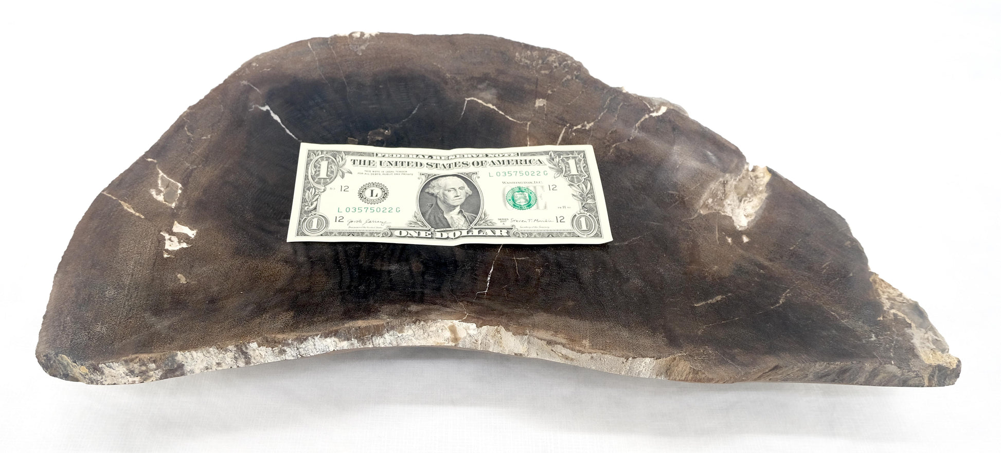 EstablishedLines Organic Liver Shape Black & Tan Petrified Wood Tray Bowl Dish Plate Ashtray MINT