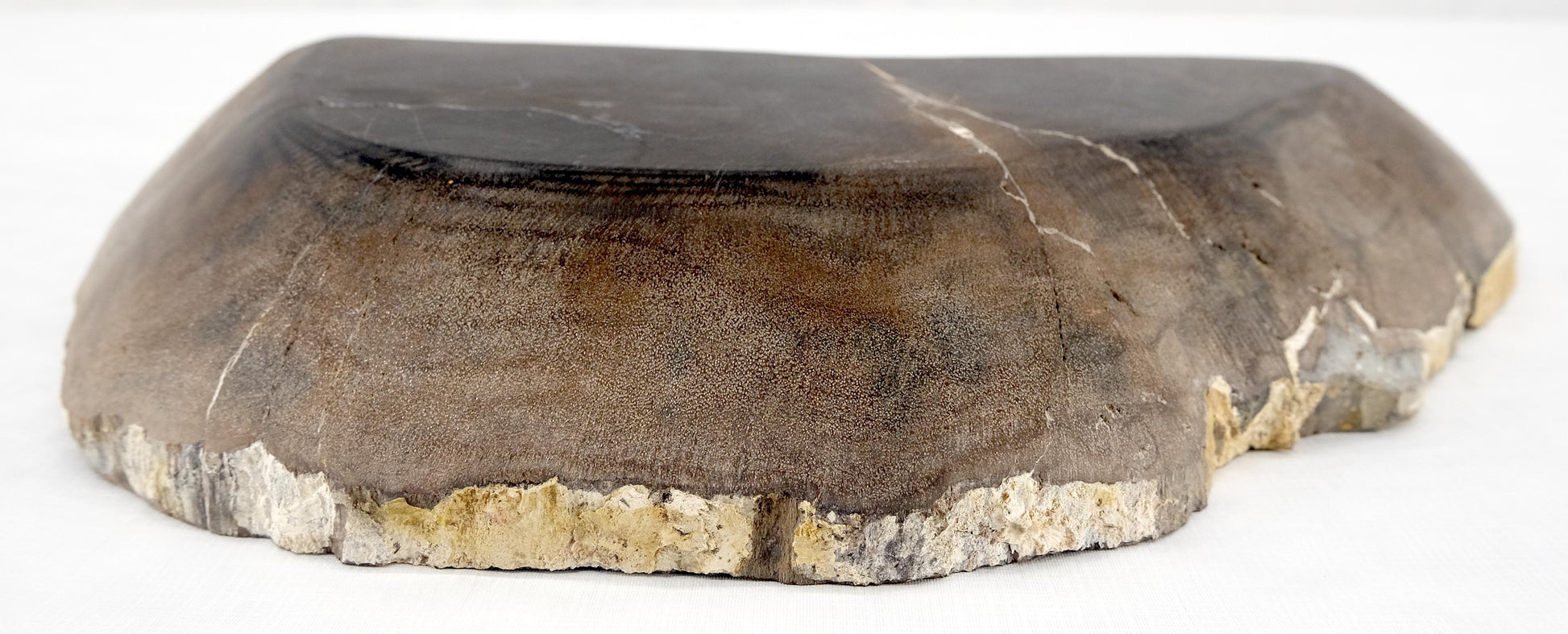 EstablishedLines Organic Liver Shape Black & Tan Petrified Wood Tray Bowl Dish Plate Ashtray MINT