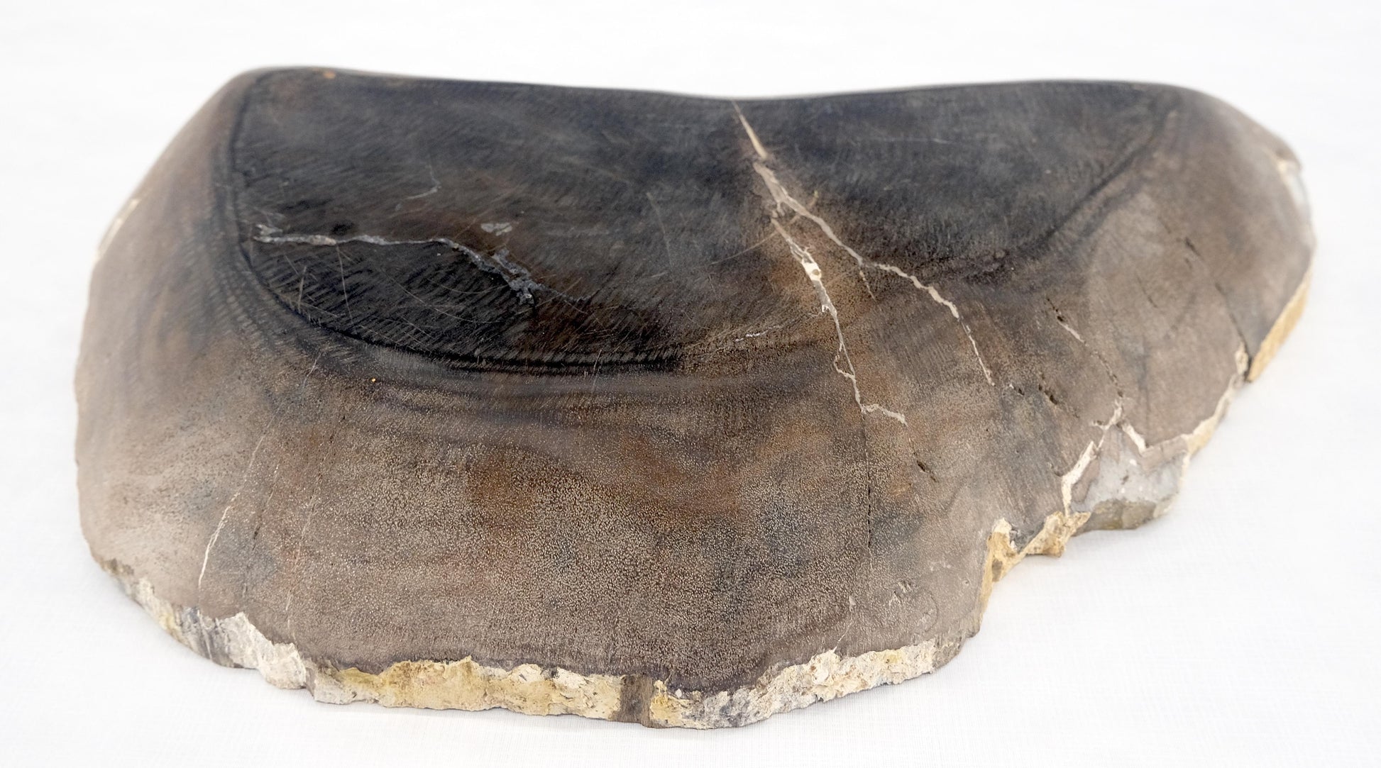 EstablishedLines Organic Liver Shape Black & Tan Petrified Wood Tray Bowl Dish Plate Ashtray MINT