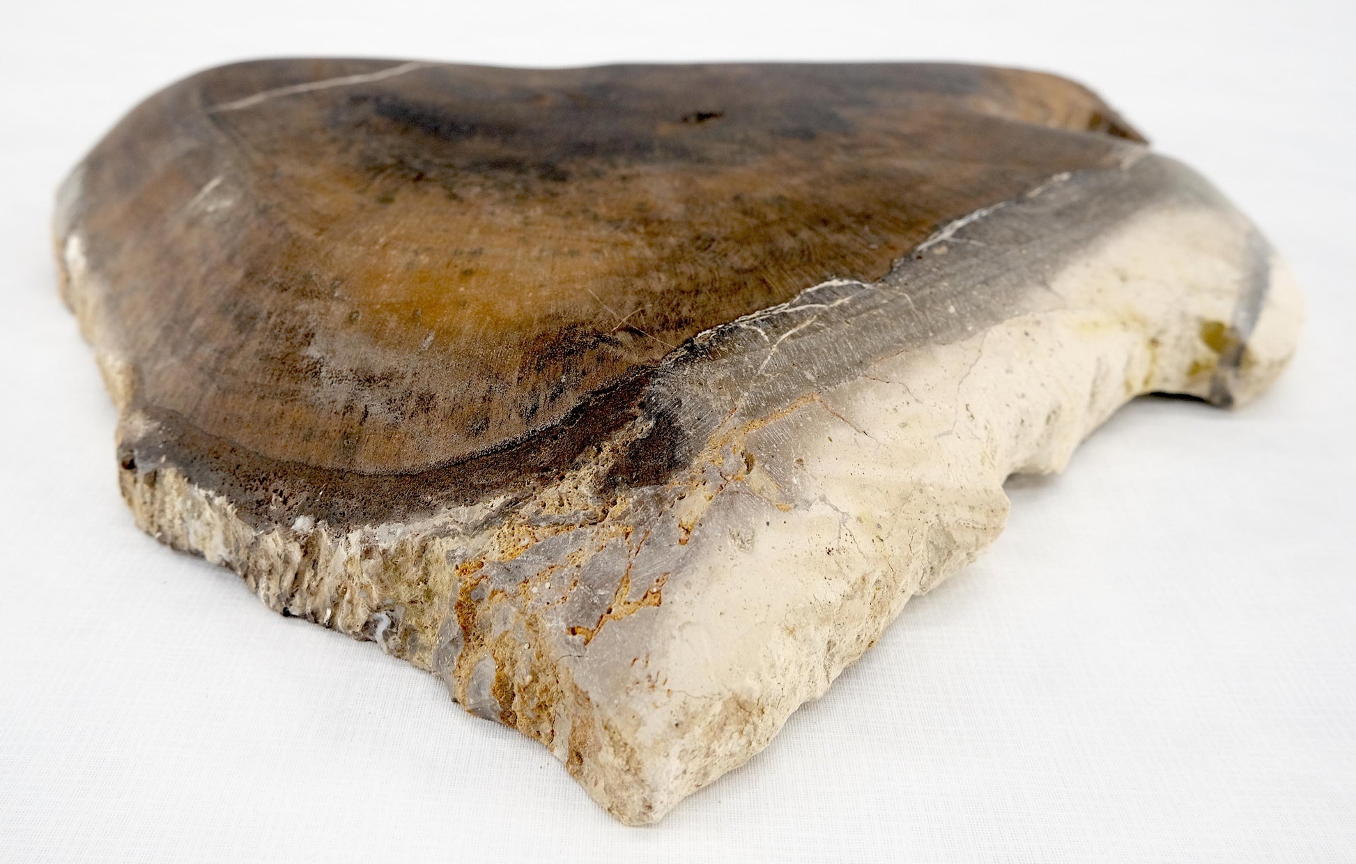 EstablishedLines Organic Triangle Shape  Black & Tan Petrified Wood Tray Bowl Dish Plate Ashtray