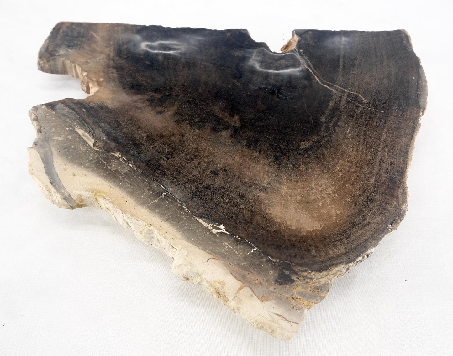 EstablishedLines Organic Triangle Shape Black & Tan Petrified Wood Tray Bowl Dish Plate Ashtray
