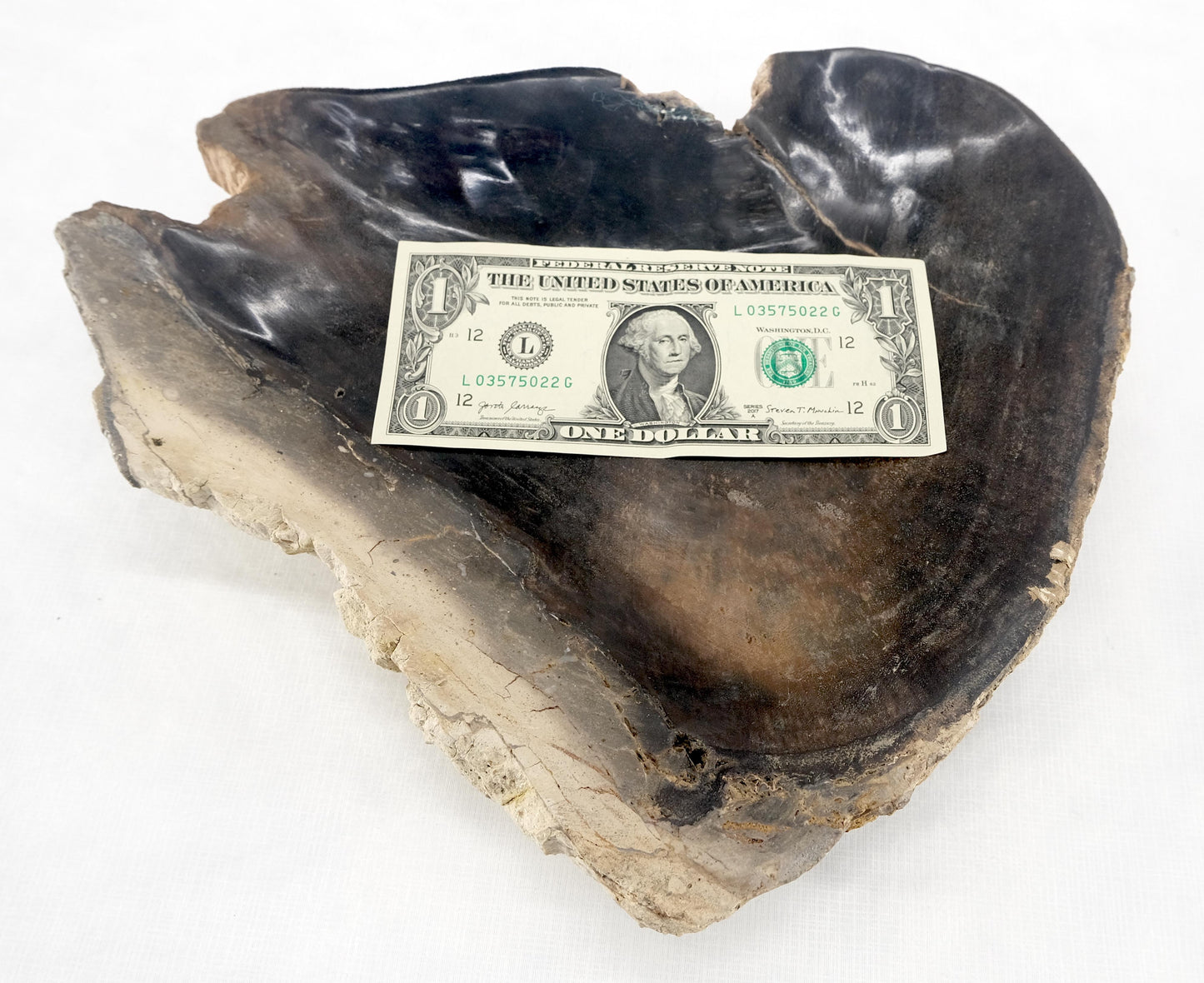 EstablishedLines Organic Triangle Shape  Black & Tan Petrified Wood Tray Bowl Dish Plate Ashtray