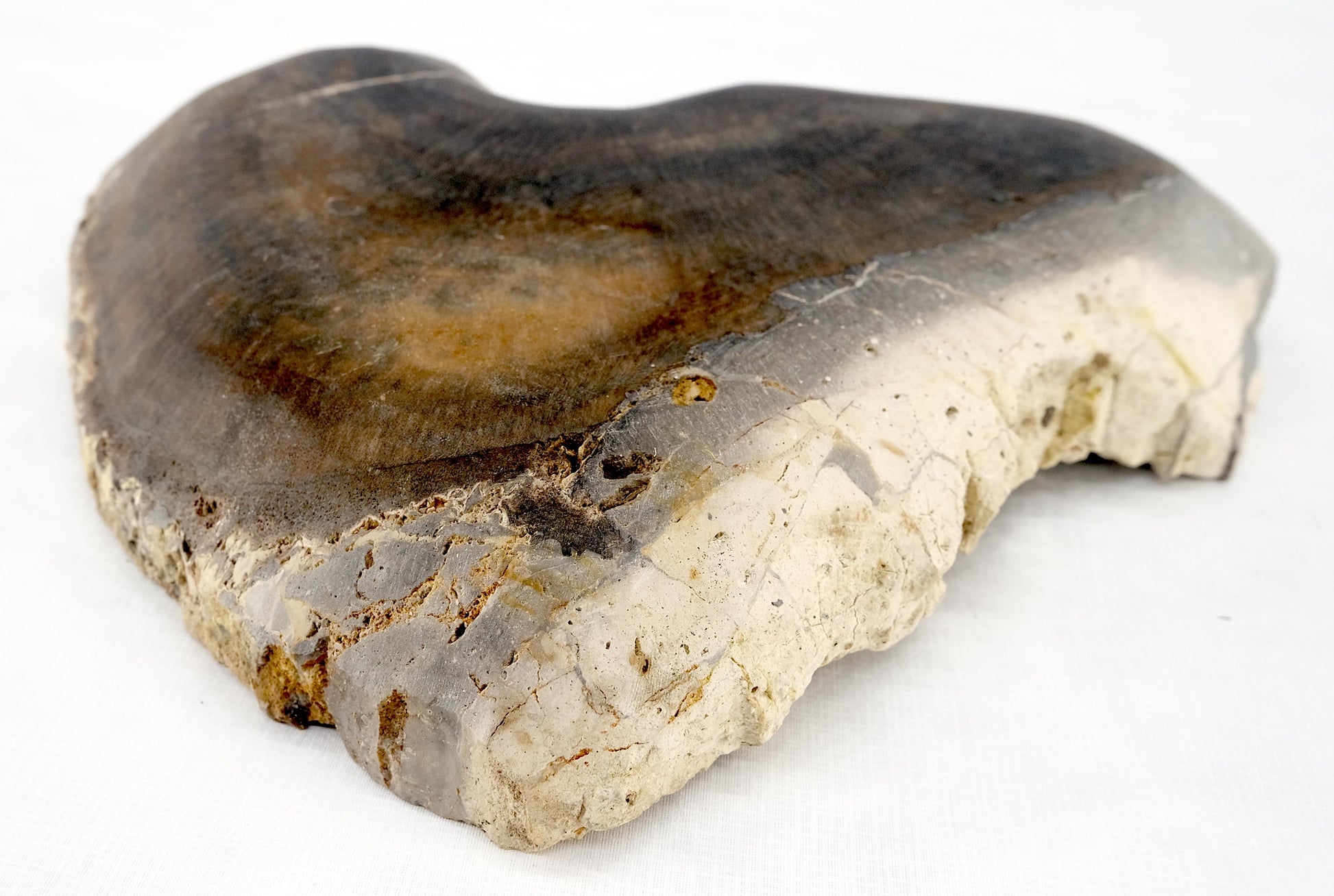 EstablishedLines Organic Triangle Shape  Black & Tan Petrified Wood Tray Bowl Dish Plate Ashtray