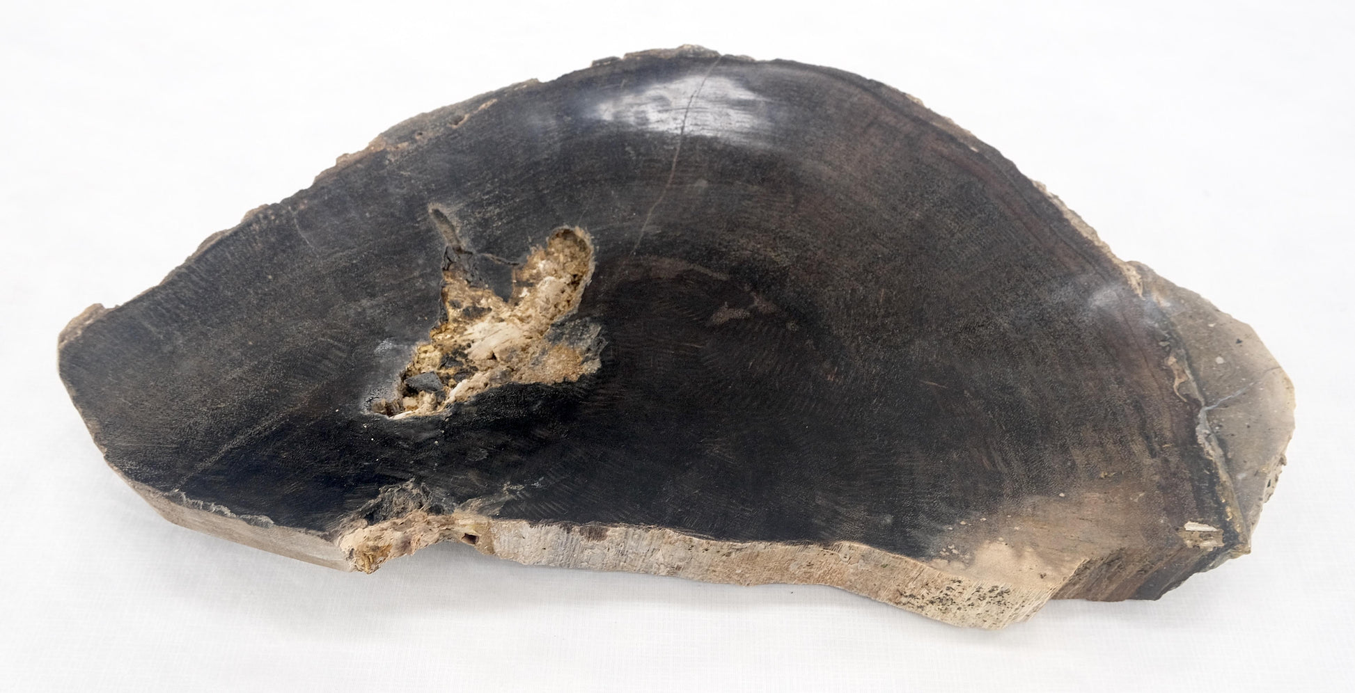 EstablishedLines Organic Half round Shape Black & Tan Petrified Wood Tray Bowl Dish Plate Ashtray