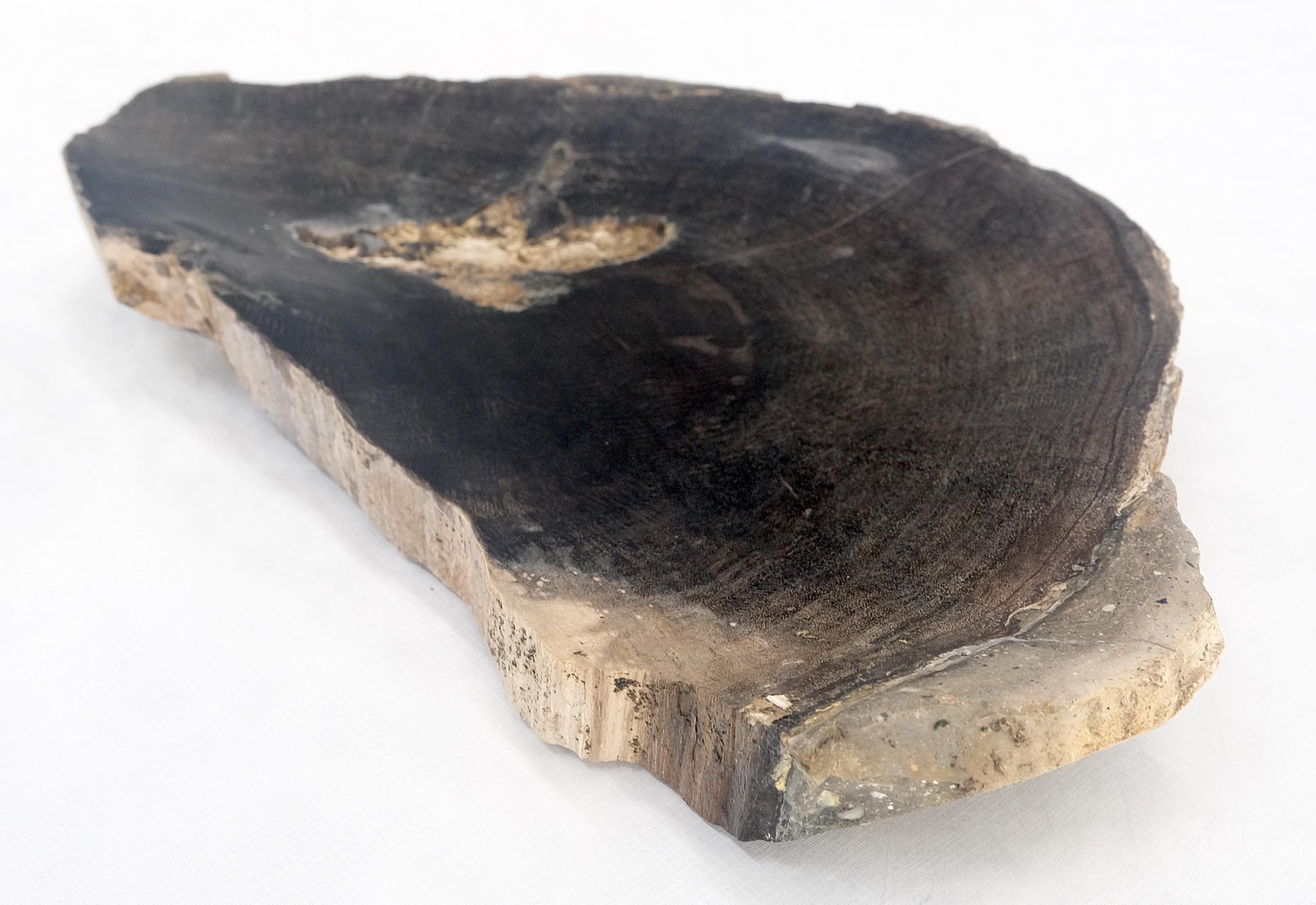 EstablishedLines Organic Half round Shape Black & Tan Petrified Wood Tray Bowl Dish Plate Ashtray