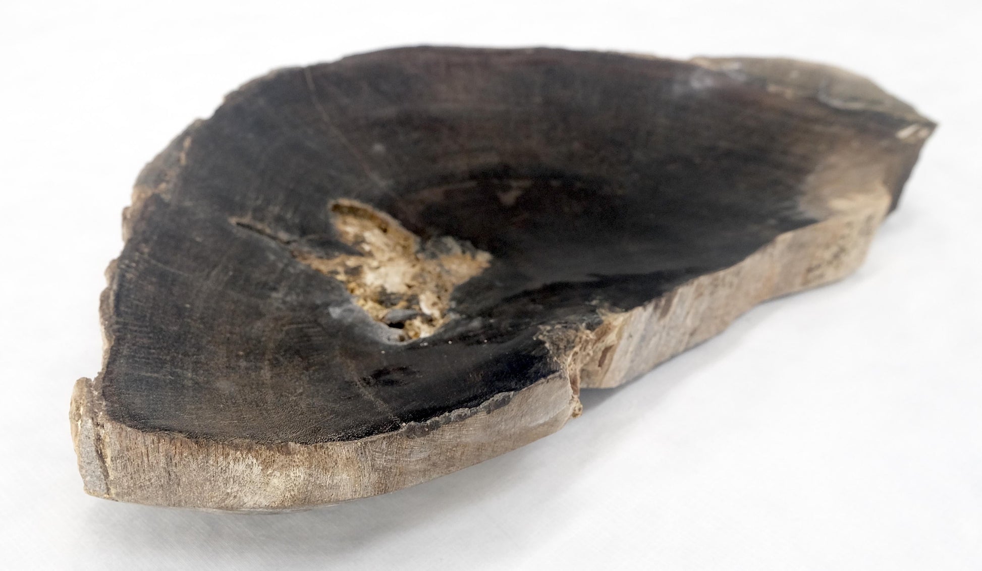 EstablishedLines Organic Half round Shape Black & Tan Petrified Wood Tray Bowl Dish Plate Ashtray
