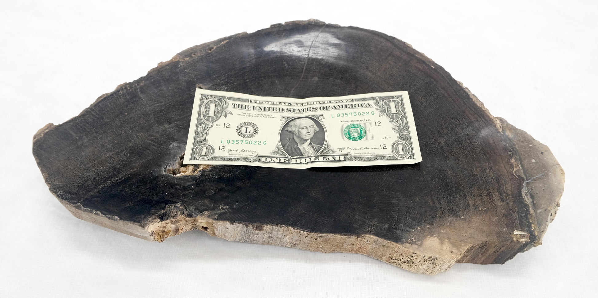 EstablishedLines Organic Half round Shape Black & Tan Petrified Wood Tray Bowl Dish Plate Ashtray