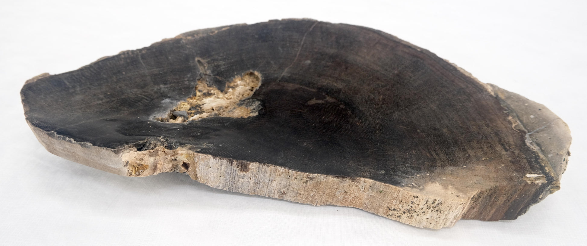 EstablishedLines Organic Half round Shape Black & Tan Petrified Wood Tray Bowl Dish Plate Ashtray