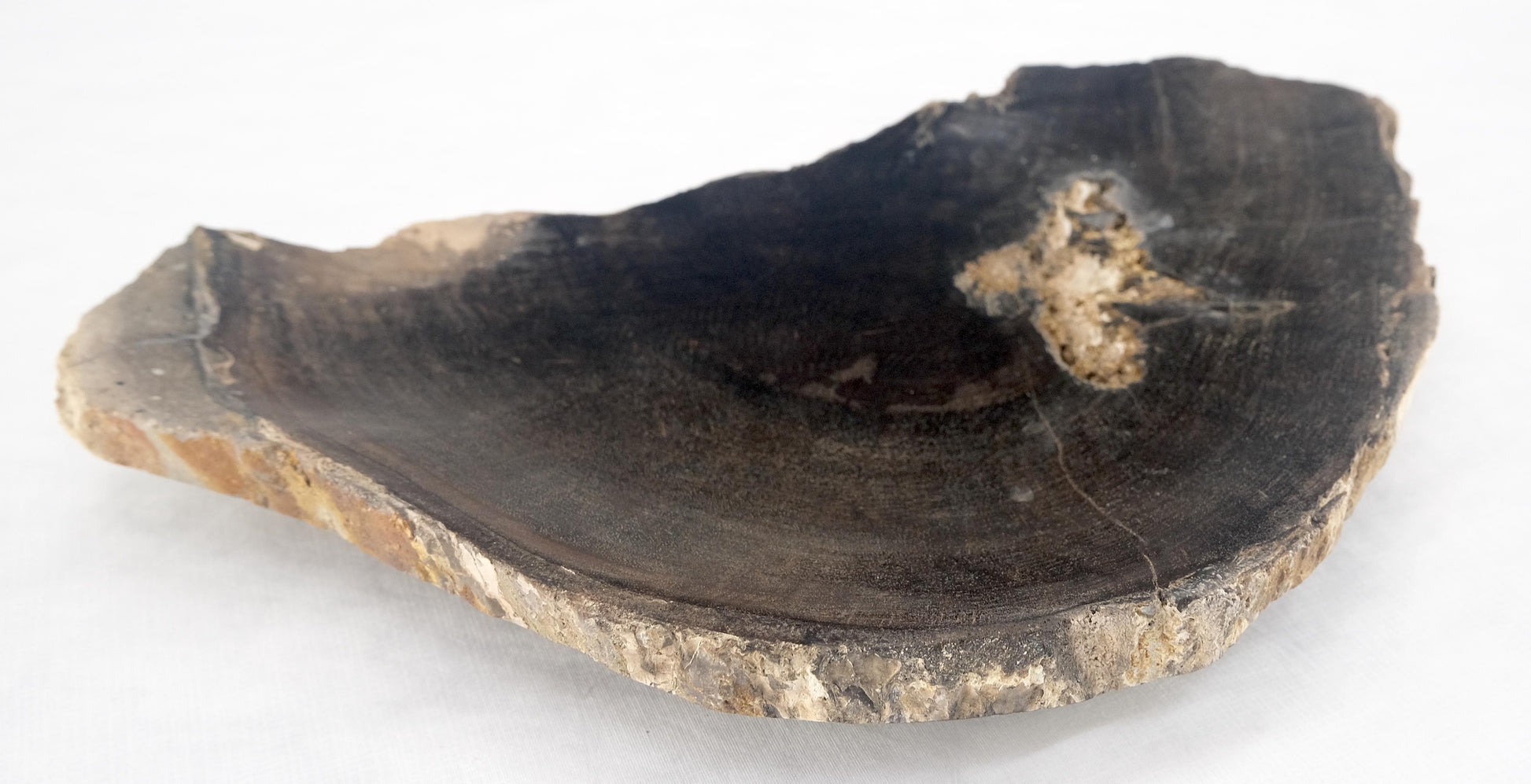 EstablishedLines Organic Half round Shape Black & Tan Petrified Wood Tray Bowl Dish Plate Ashtray