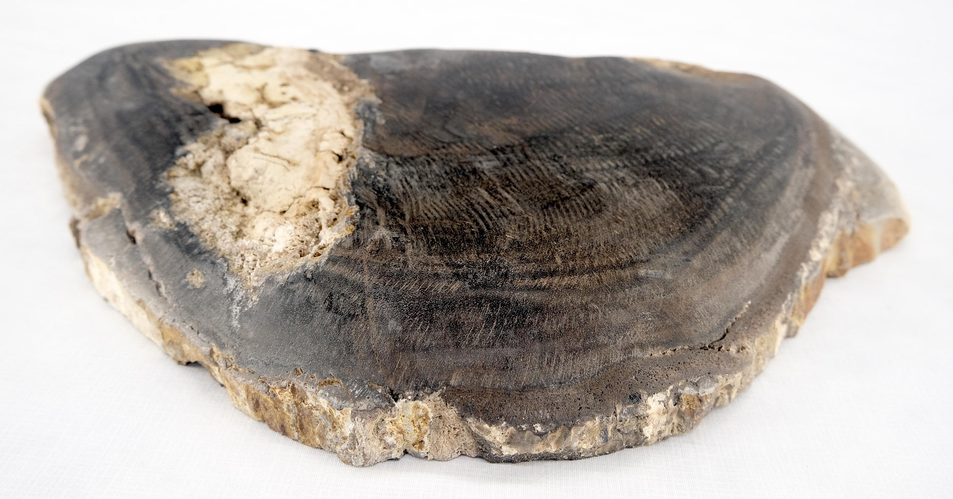 EstablishedLines Organic Half round Shape Black & Tan Petrified Wood Tray Bowl Dish Plate Ashtray