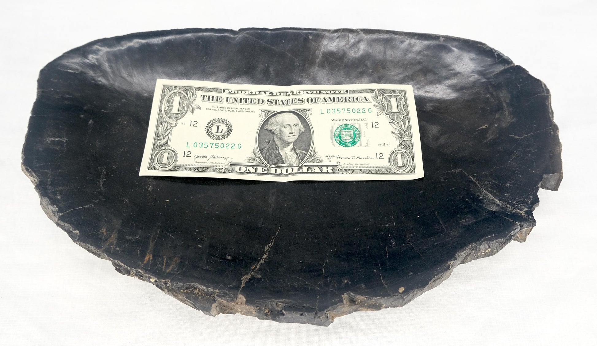 EstablishedLines Organic Oval Shape Black & Tan Petrified Wood Tray Bowl Dish Plate Ashtray