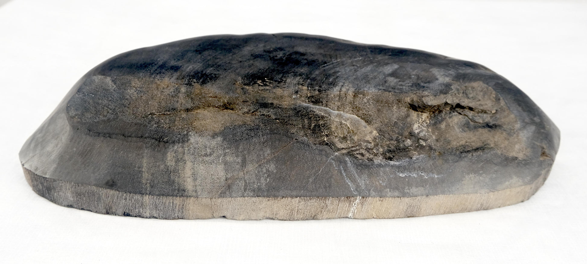 EstablishedLines Organic Oval Shape Black & Tan Petrified Wood Tray Bowl Dish Plate Ashtray