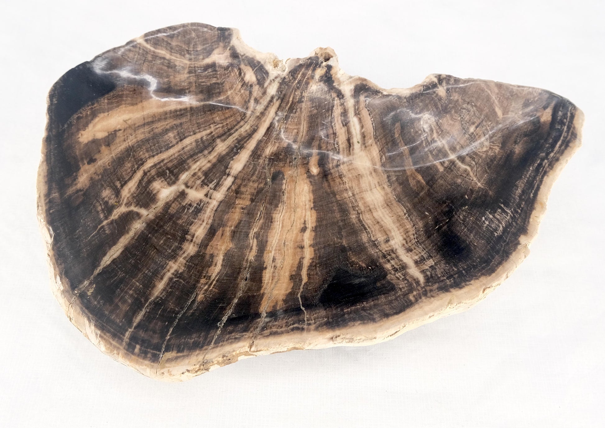EstablishedLines Organic Liver Shape Black & Tan Petrified Wood Tray Bowl Dish Plate Ashtray