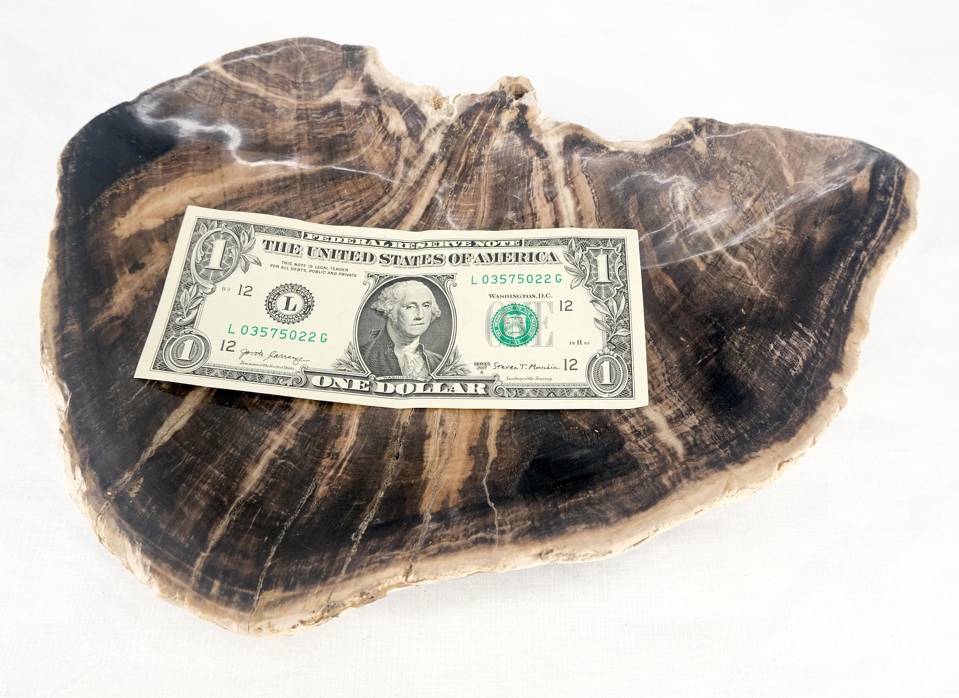 EstablishedLines Organic Liver Shape Black & Tan Petrified Wood Tray Bowl Dish Plate Ashtray