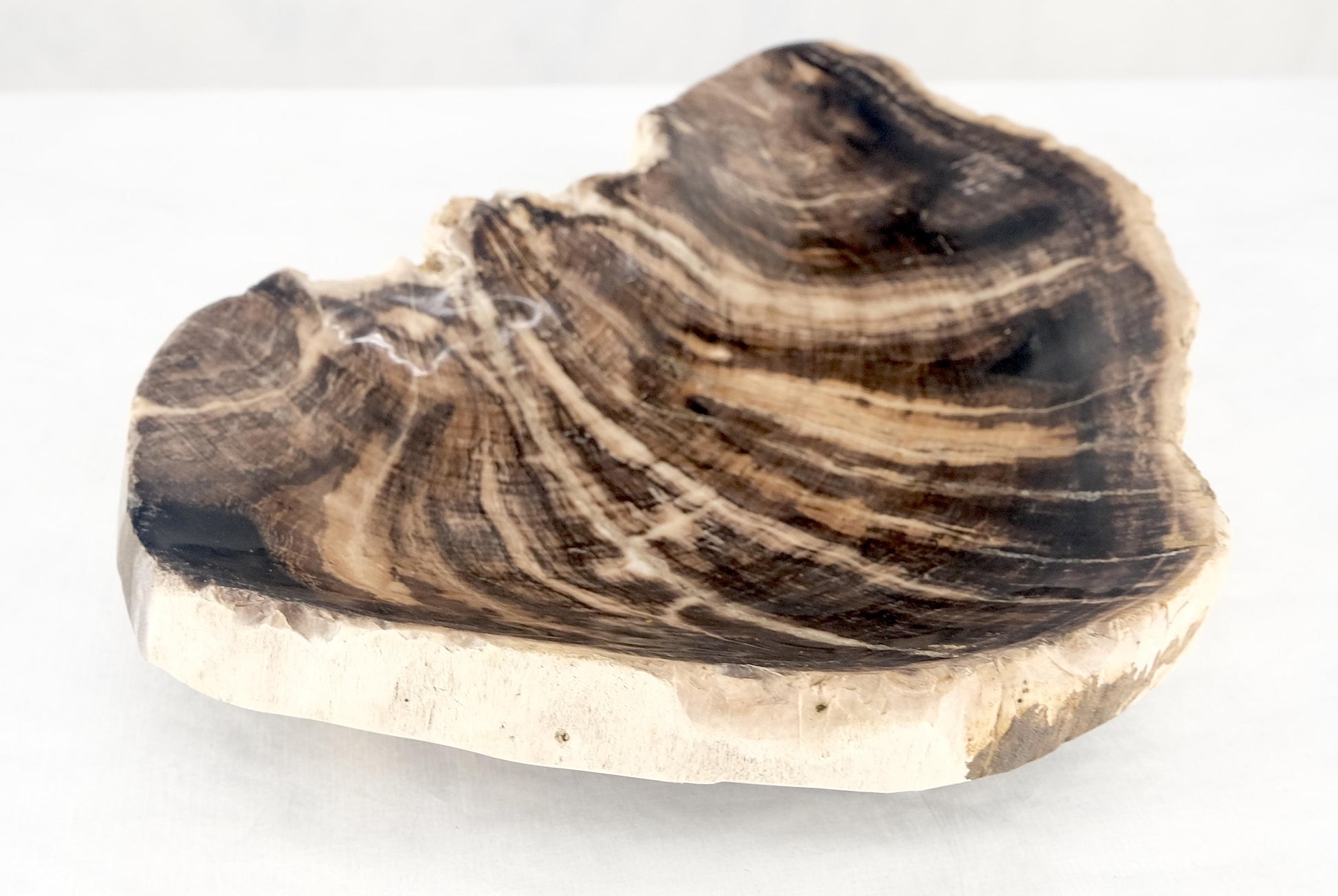 EstablishedLines Organic Liver Shape Black & Tan Petrified Wood Tray Bowl Dish Plate Ashtray