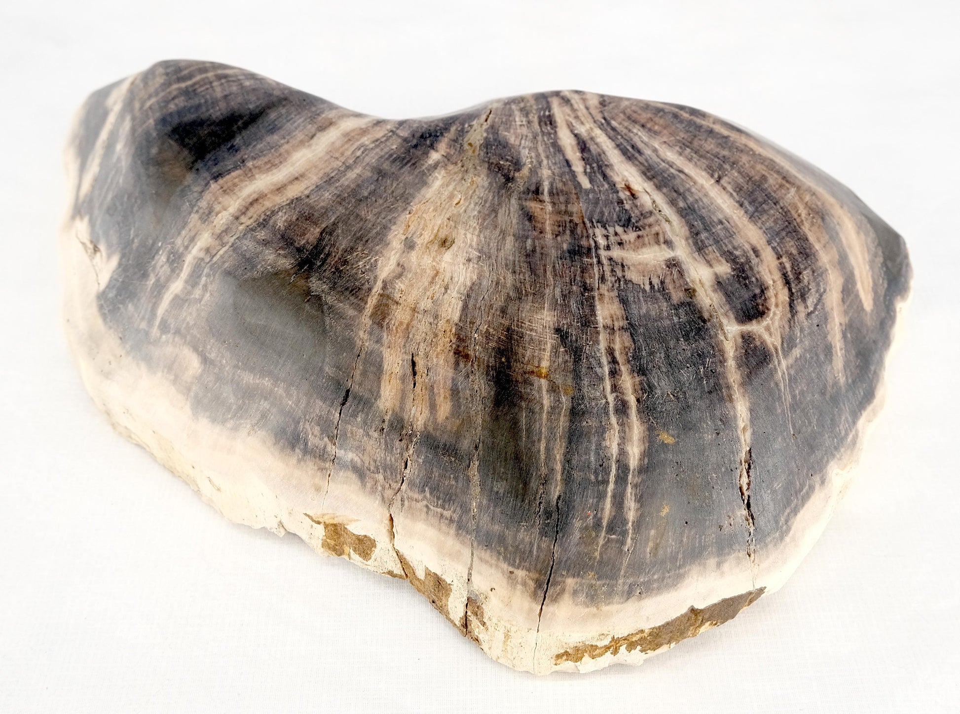 EstablishedLines Organic Liver Shape Black & Tan Petrified Wood Tray Bowl Dish Plate Ashtray