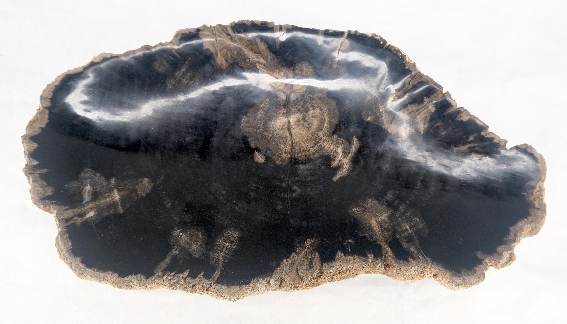 EstablishedLines Organic Brain Shape Black & Tan Petrified Wood Tray Bowl Dish Plate Ashtray