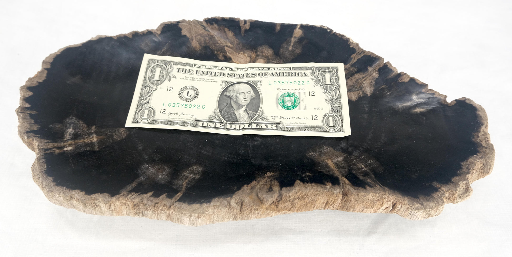 EstablishedLines Organic Brain Shape Black & Tan Petrified Wood Tray Bowl Dish Plate Ashtray