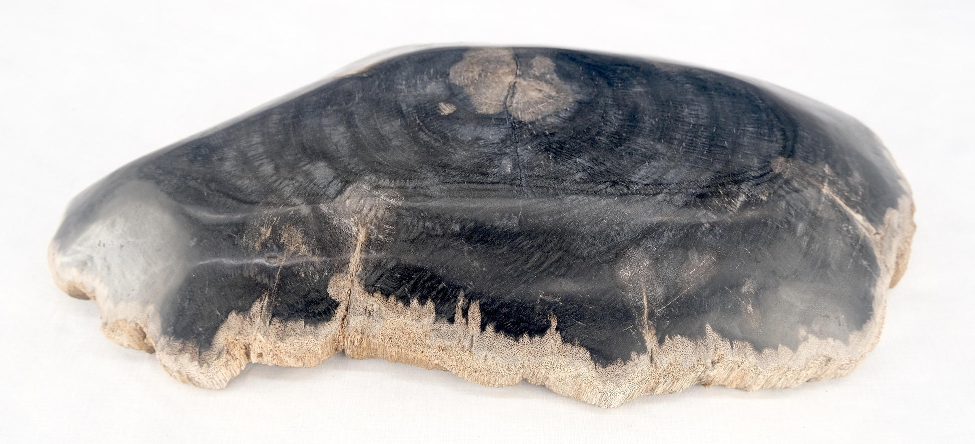 EstablishedLines Organic Brain Shape Black & Tan Petrified Wood Tray Bowl Dish Plate Ashtray