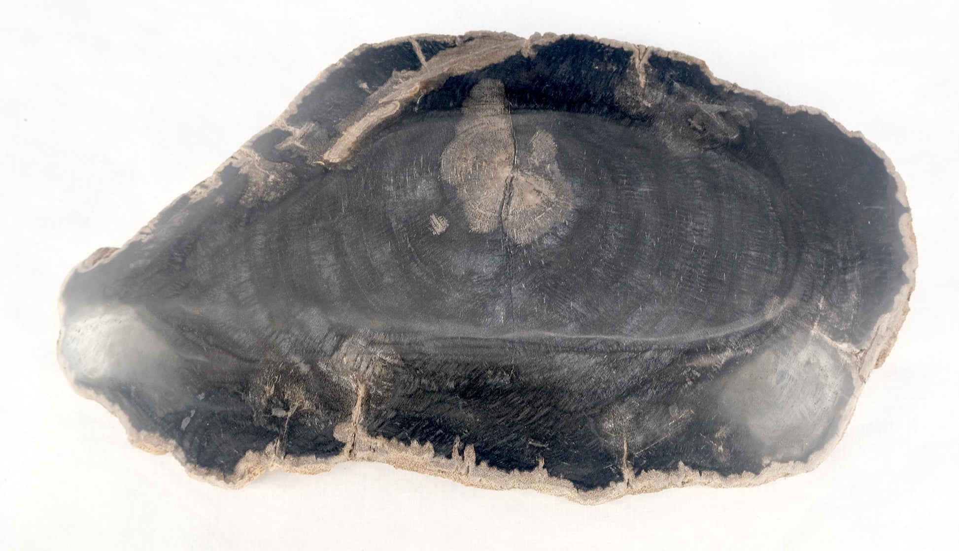 EstablishedLines Organic Brain Shape Black & Tan Petrified Wood Tray Bowl Dish Plate Ashtray