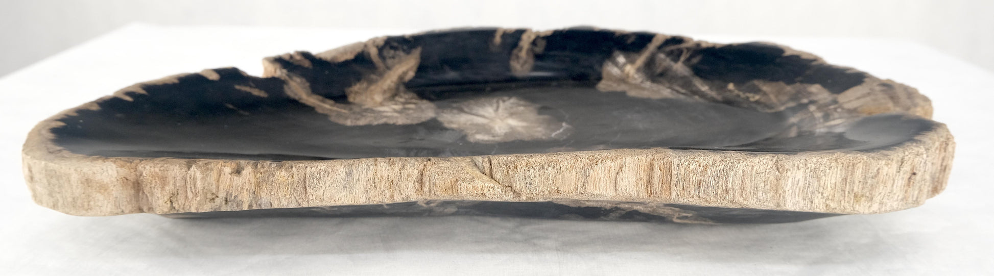 EstablishedLines Organic Demilune Shape Black & Tan Petrified Wood Tray Bawl Dish Plate Ashtray