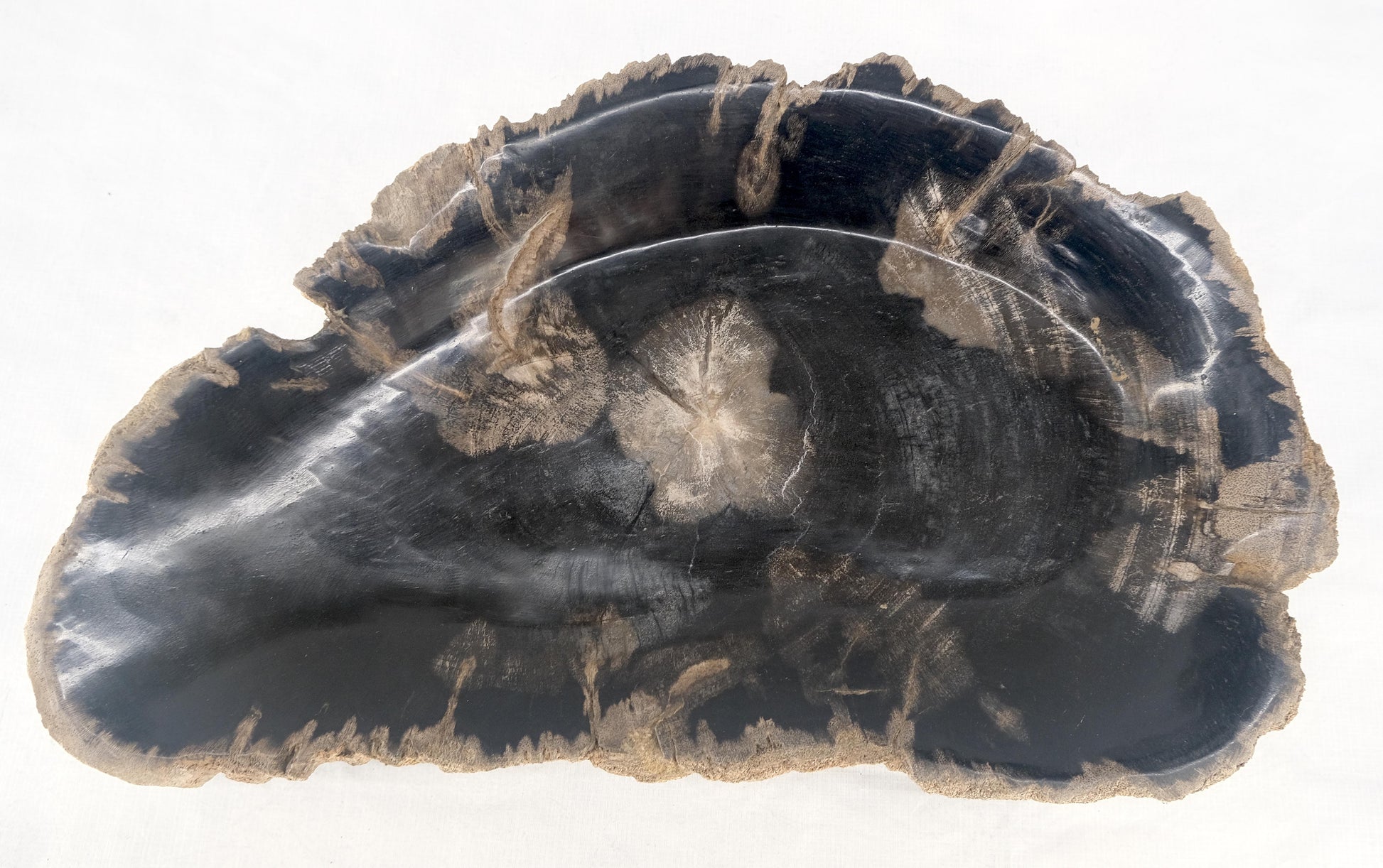 EstablishedLines Organic Demilune Shape Black & Tan Petrified Wood Tray Bawl Dish Plate Ashtray