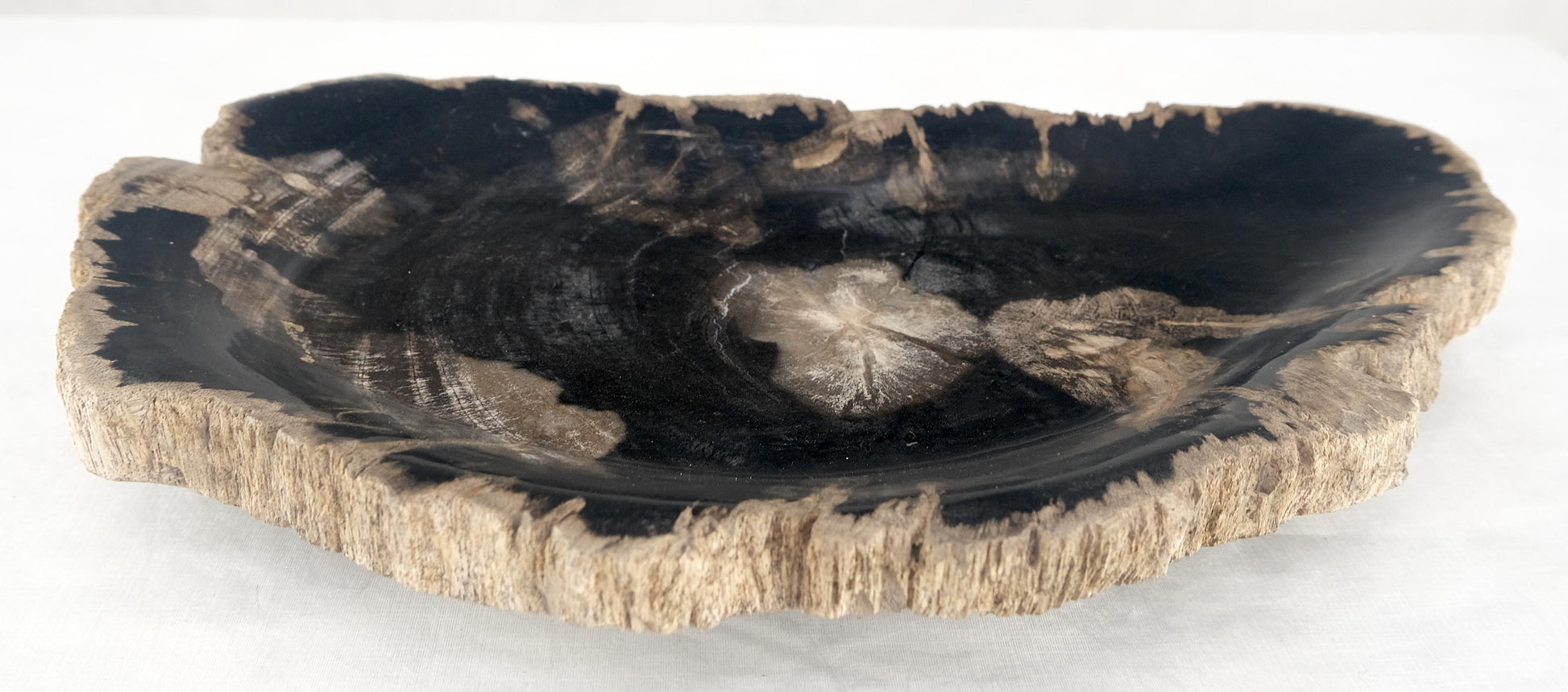 EstablishedLines Organic Demilune Shape Black & Tan Petrified Wood Tray Bawl Dish Plate Ashtray