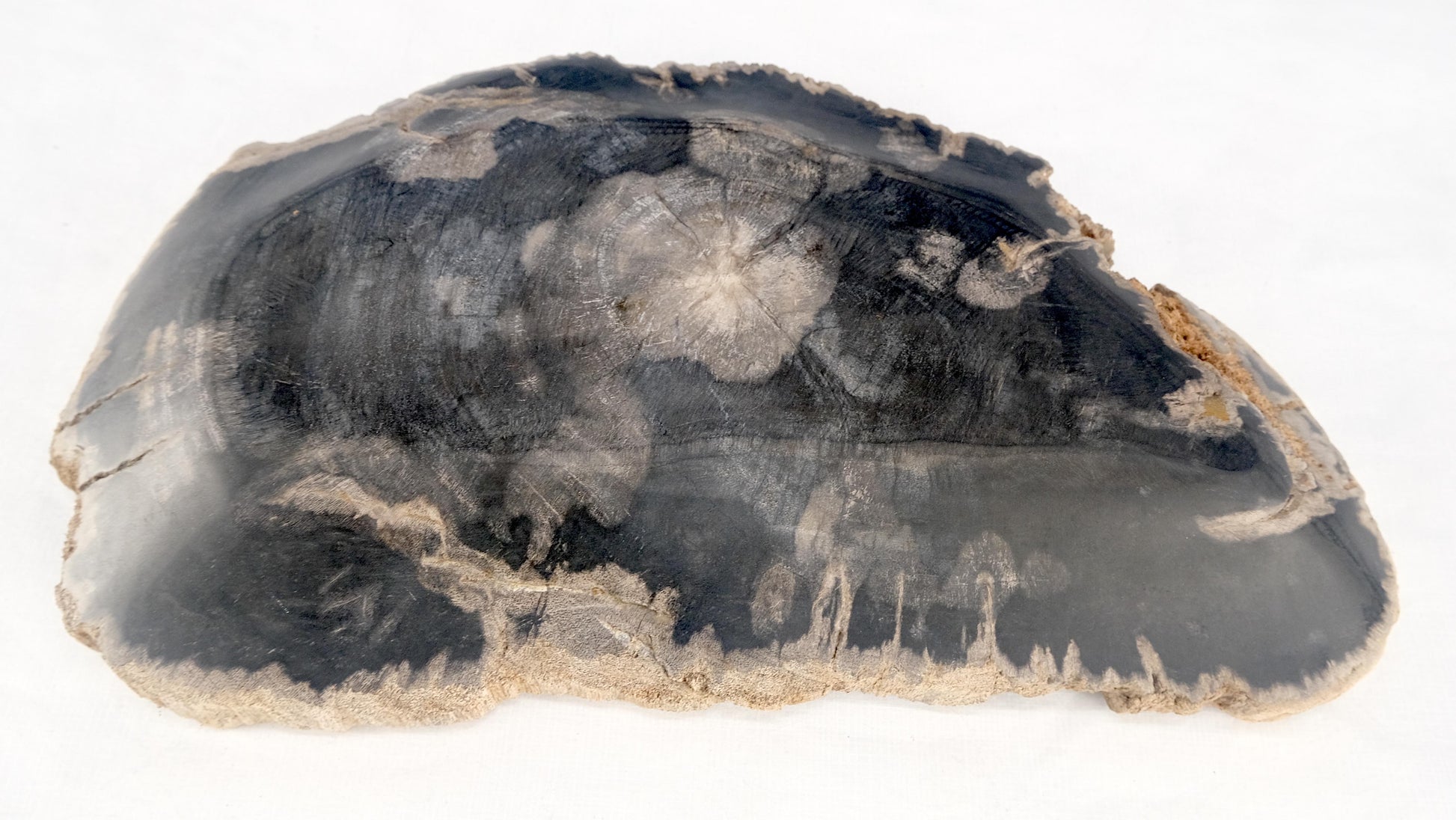 EstablishedLines Organic Demilune Shape Black & Tan Petrified Wood Tray Bawl Dish Plate Ashtray