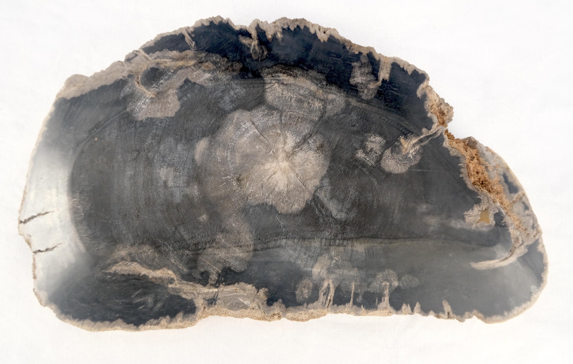 EstablishedLines Organic Demilune Shape Black & Tan Petrified Wood Tray Bawl Dish Plate Ashtray