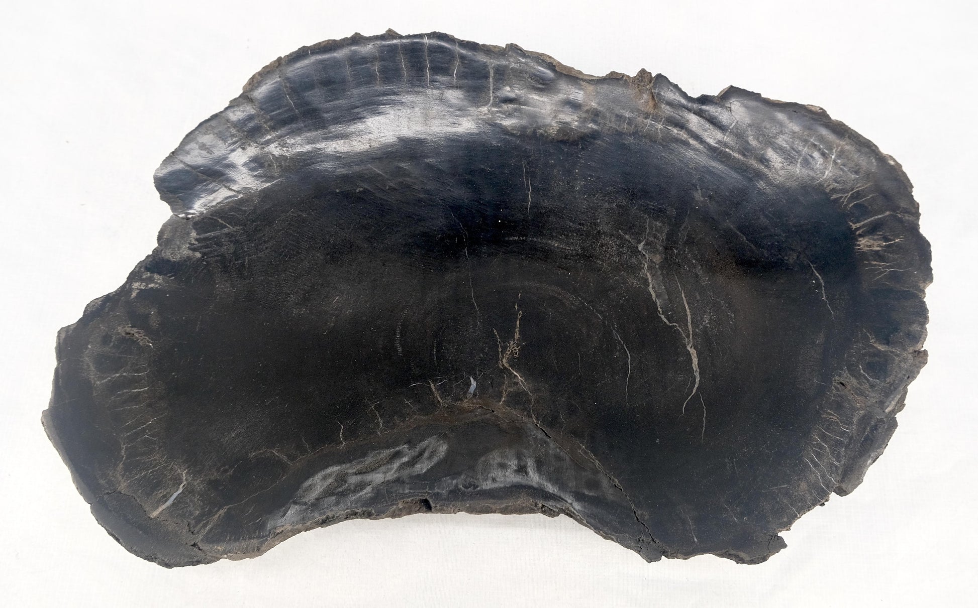 EstablishedLines Organic Kidney Shape Black & Tan Petrified Wood Tray Bawl Dish Plate Ashtray