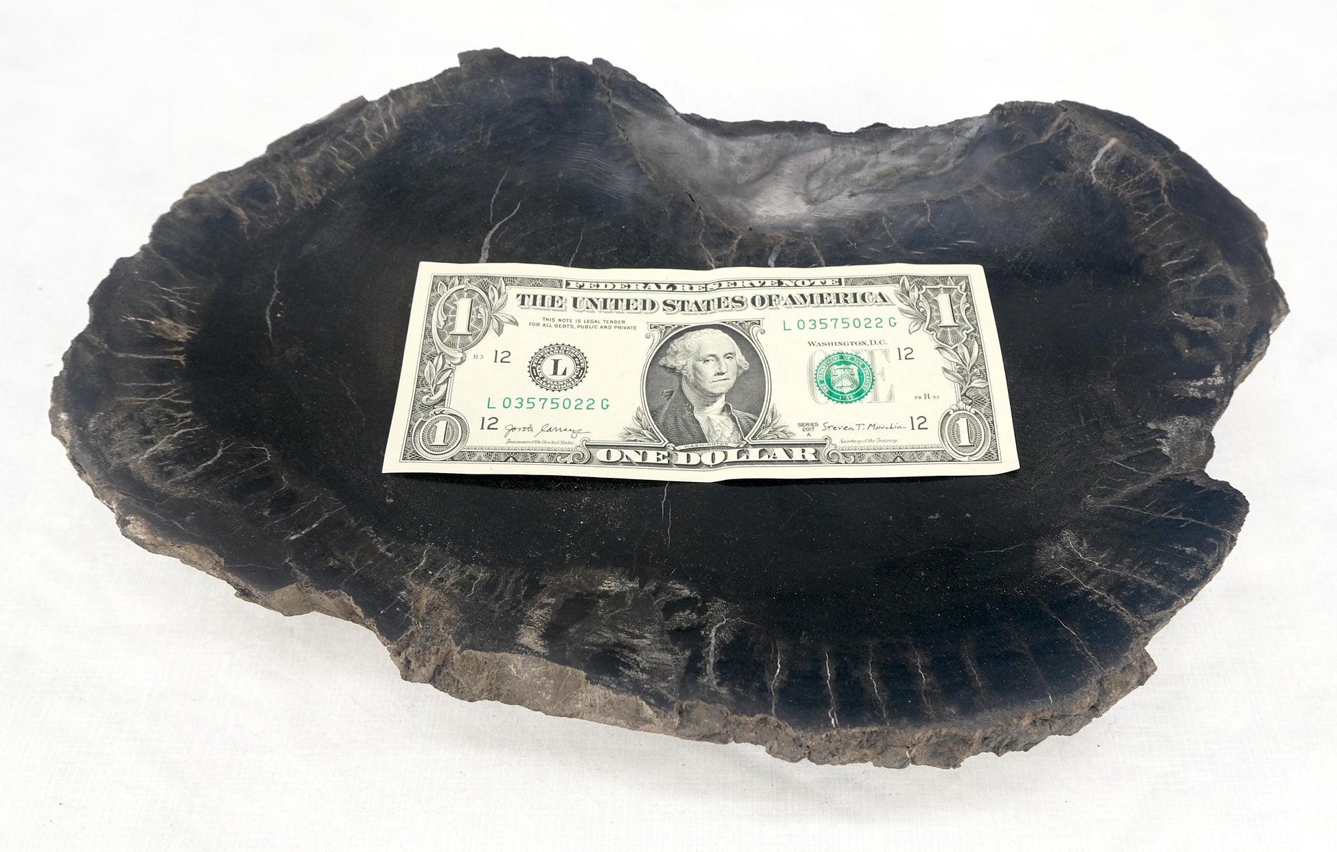 EstablishedLines Organic Kidney Shape Black & Tan Petrified Wood Tray Bawl Dish Plate Ashtray