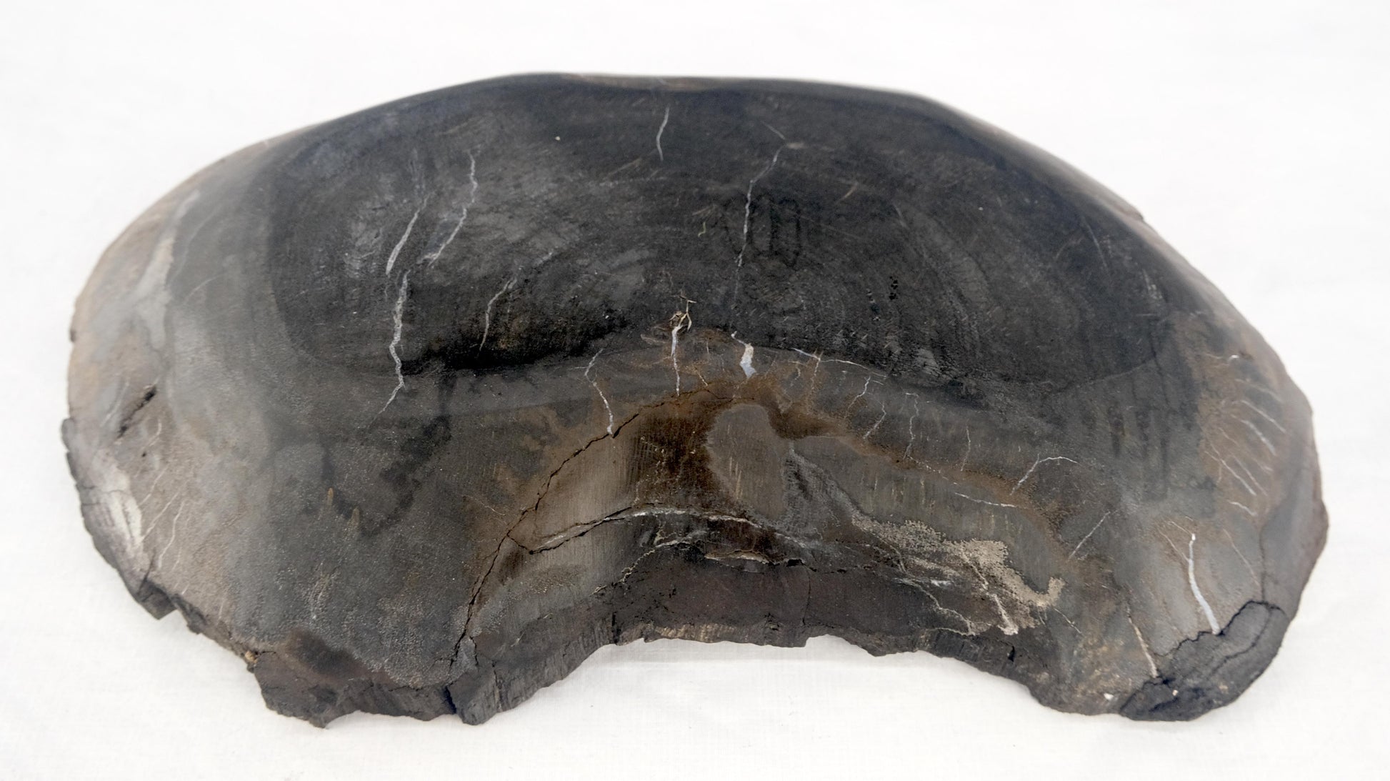 EstablishedLines Organic Kidney Shape Black & Tan Petrified Wood Tray Bawl Dish Plate Ashtray