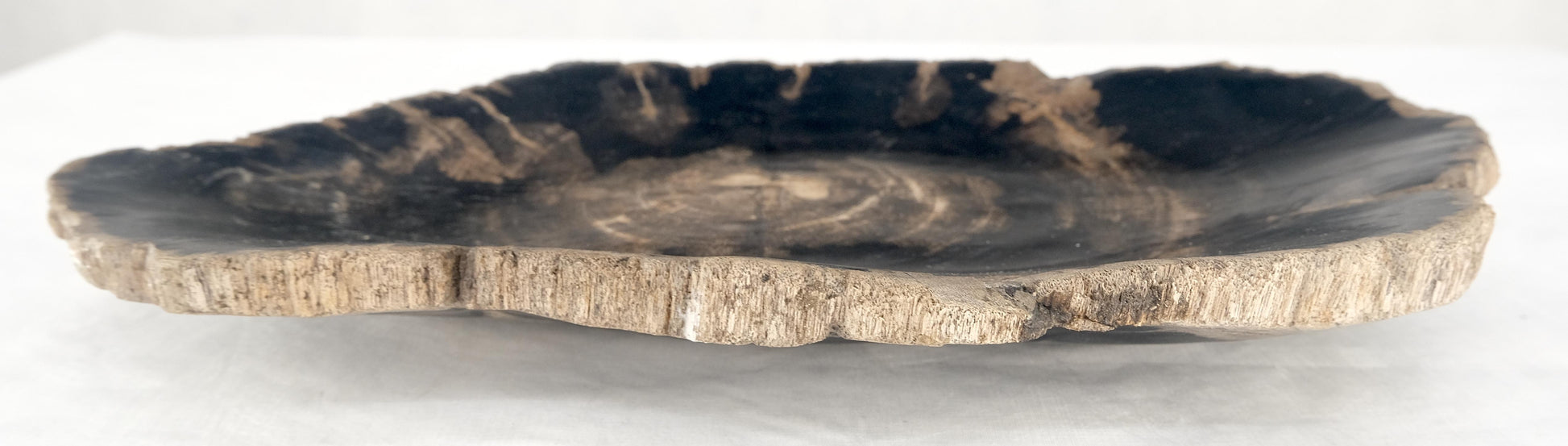 EstablishedLines Organic Oyster Shape Black & Tan Petrified Wood Tray Bowl Dish Plate Ashtray