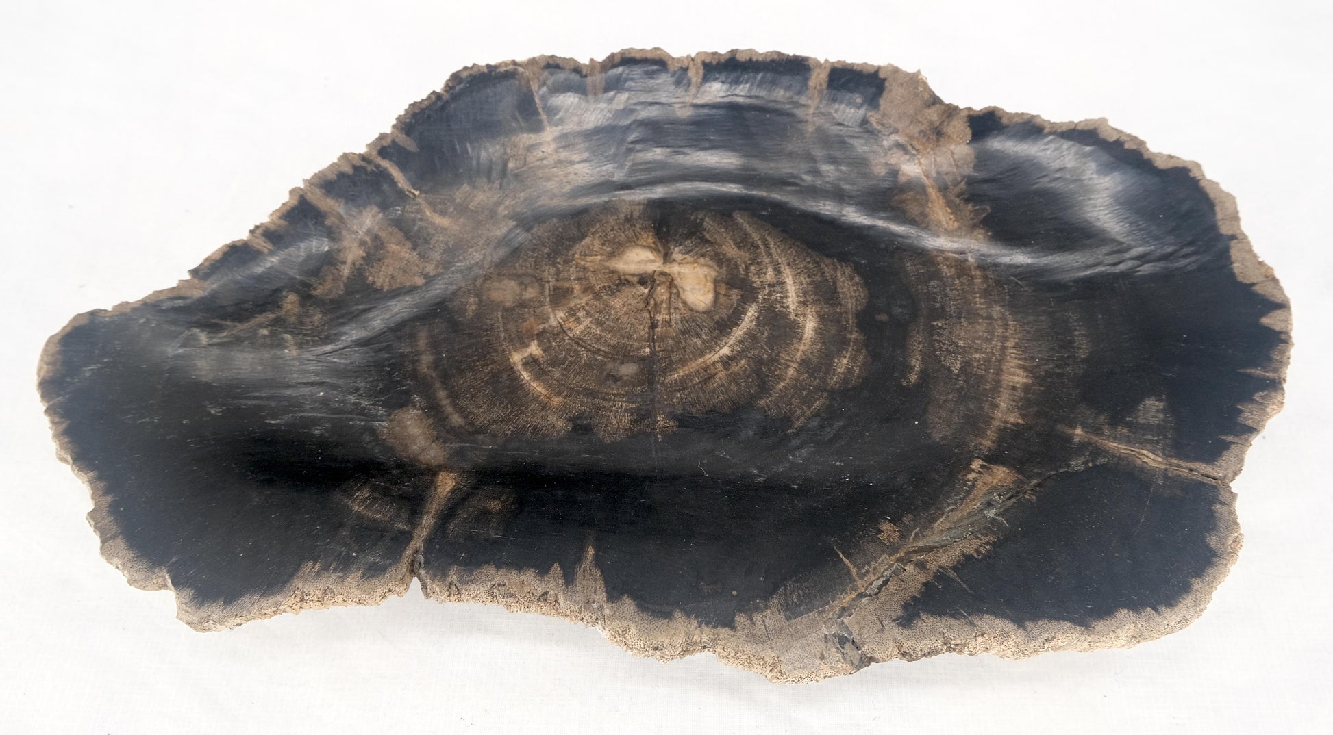EstablishedLines Organic Oyster Shape Black & Tan Petrified Wood Tray Bowl Dish Plate Ashtray