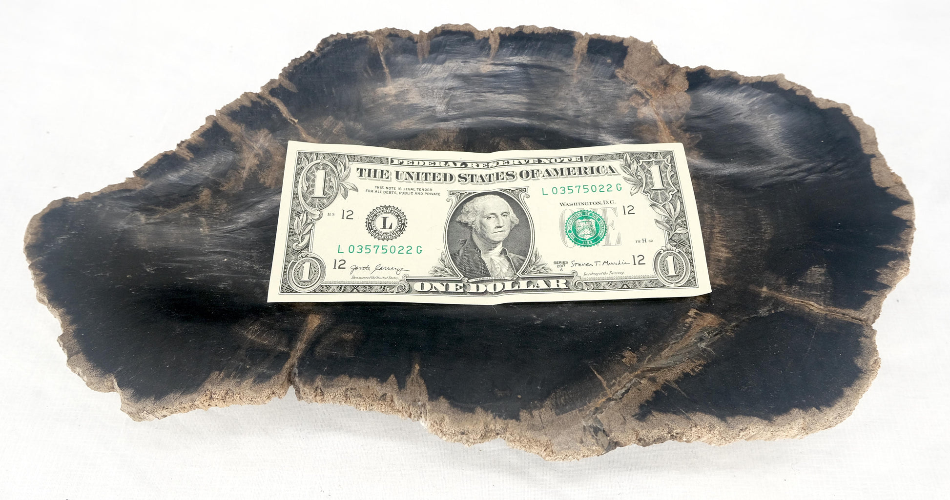 EstablishedLines Organic Oyster Shape Black & Tan Petrified Wood Tray Bowl Dish Plate Ashtray