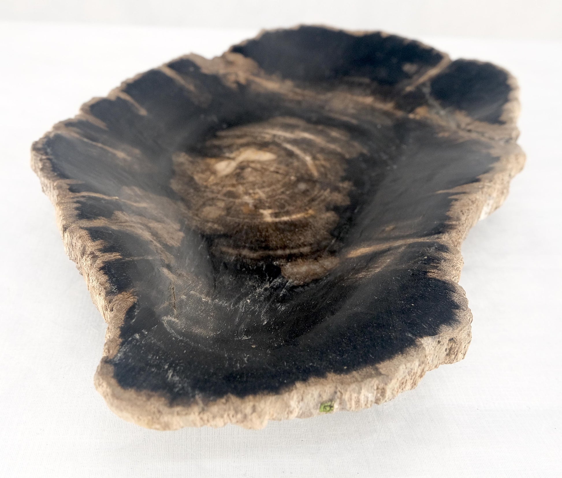 EstablishedLines Organic Oyster Shape Black & Tan Petrified Wood Tray Bowl Dish Plate Ashtray